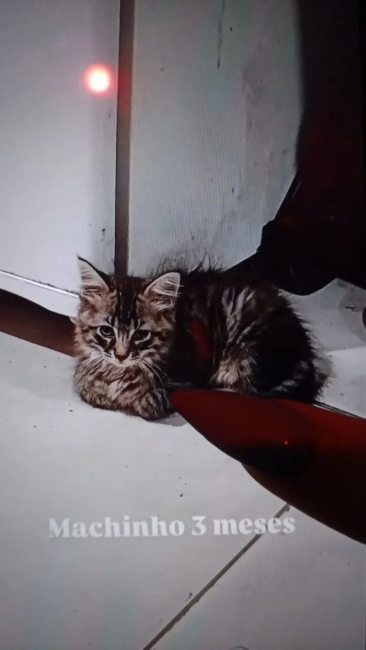 Doação gatinhos 