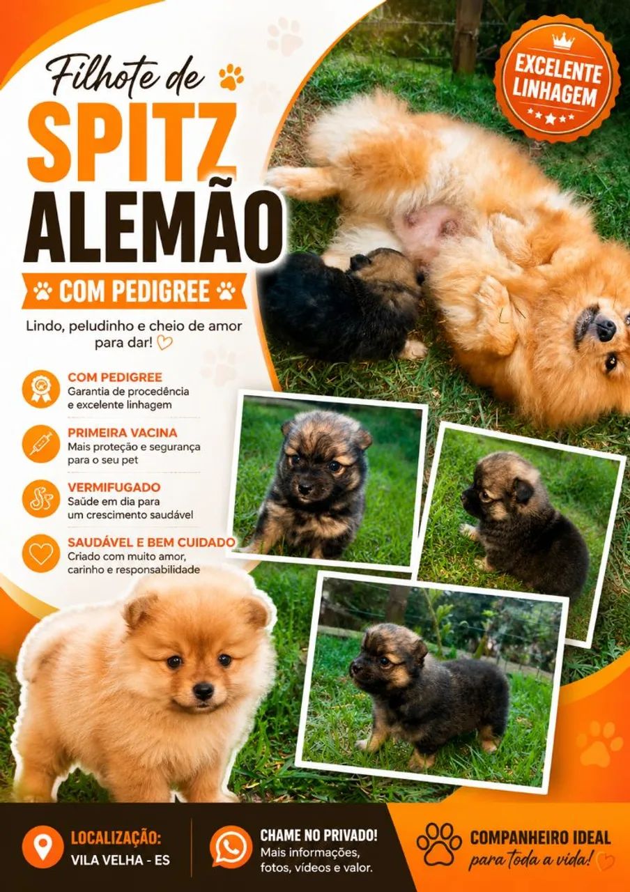 Filhote de Spitz anão Machinho Laranjado 