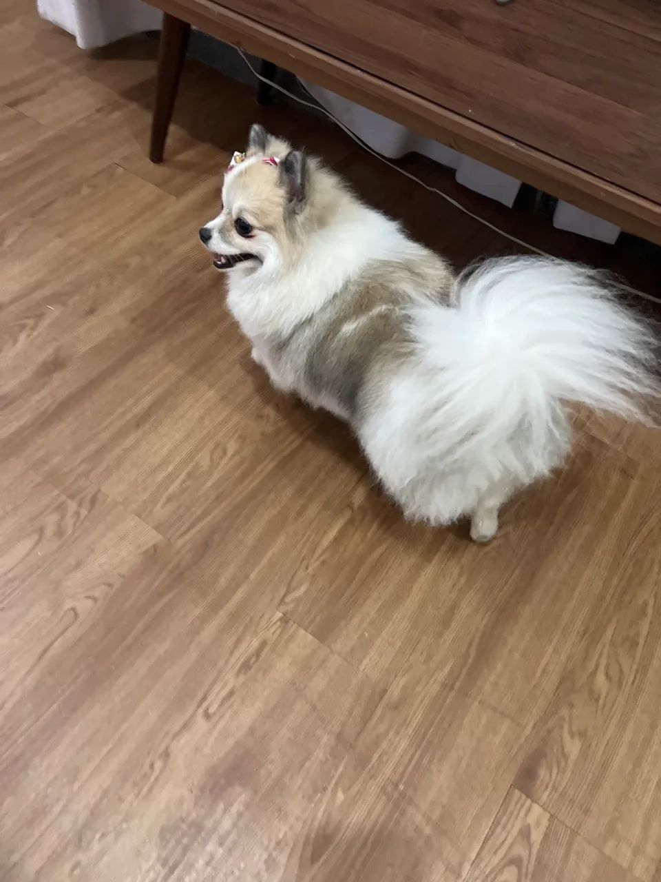 Lulu da pomerania  - Foto 4