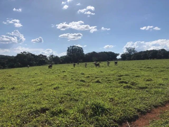 LINDO SÍTIO EM UBERLÂNDIA SENDO 02 ALQUEIRES 
