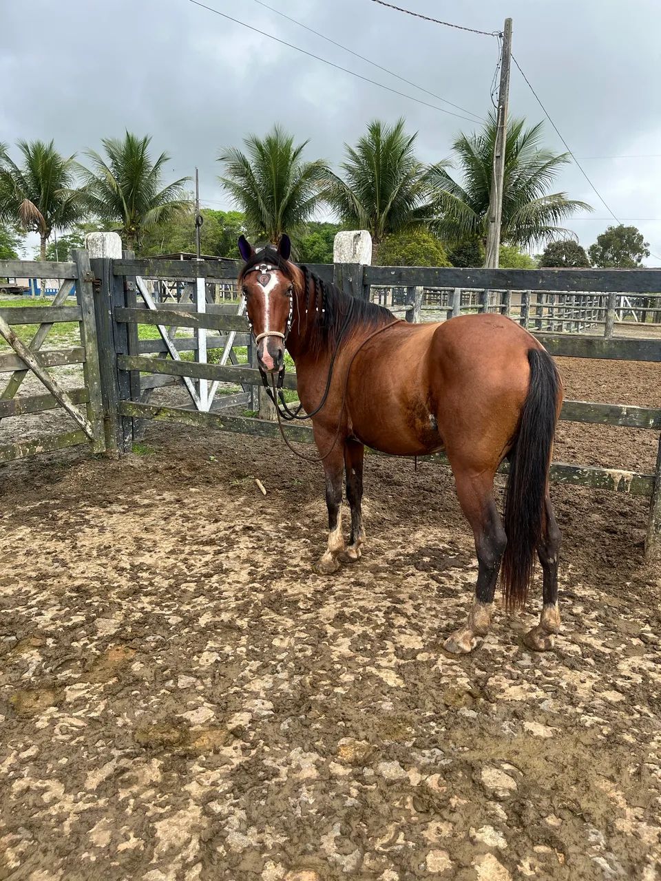 Cavalo  - Foto 2