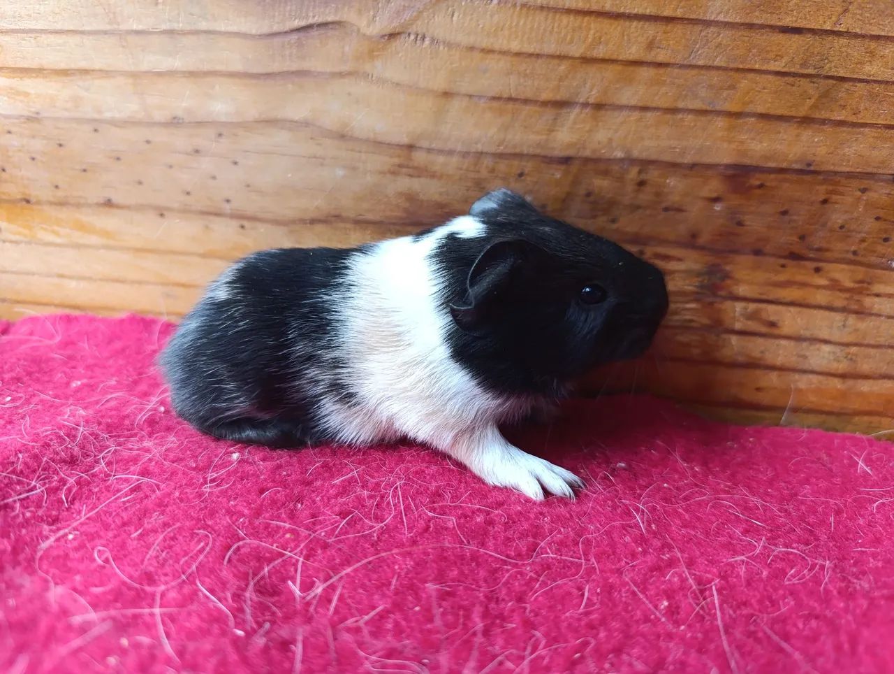 Porquinhos da Índia!