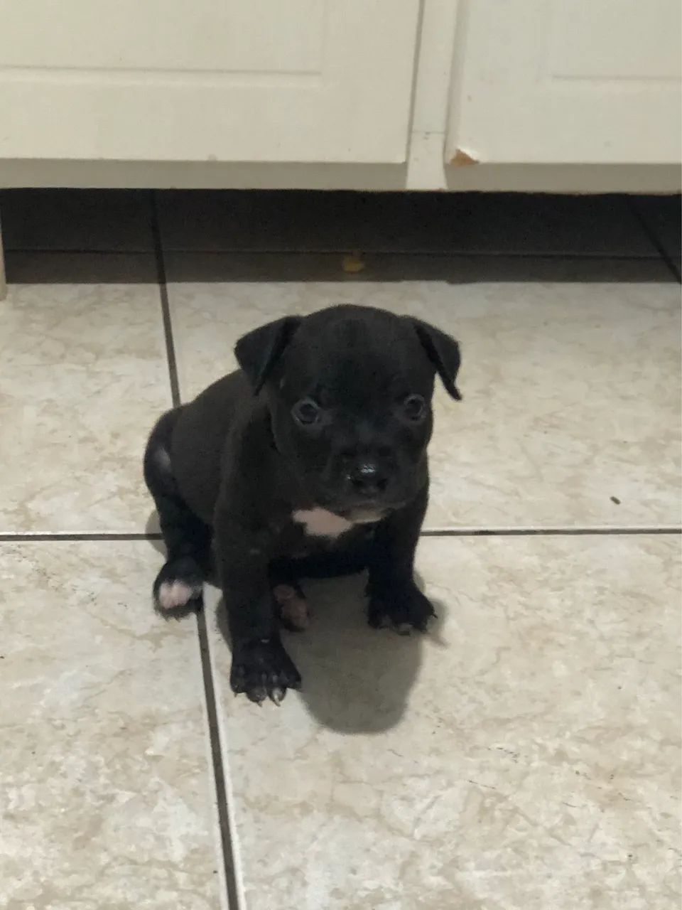 Pitbull filhote  - Foto 2