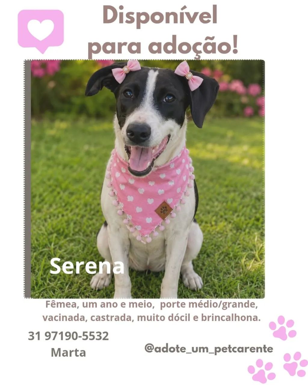 Cachorra Adoção  - Foto 2