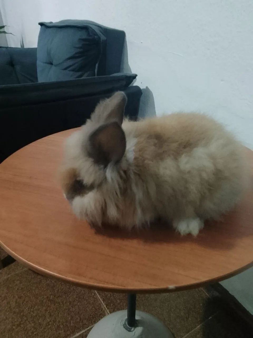 Coelho  - Foto 2