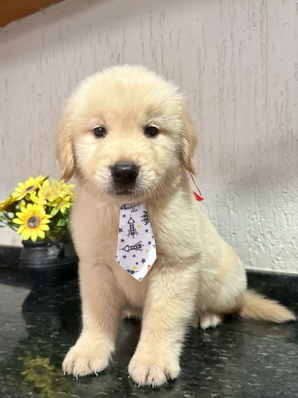 Golden retriever com pedigree ( macho )  - Foto 2