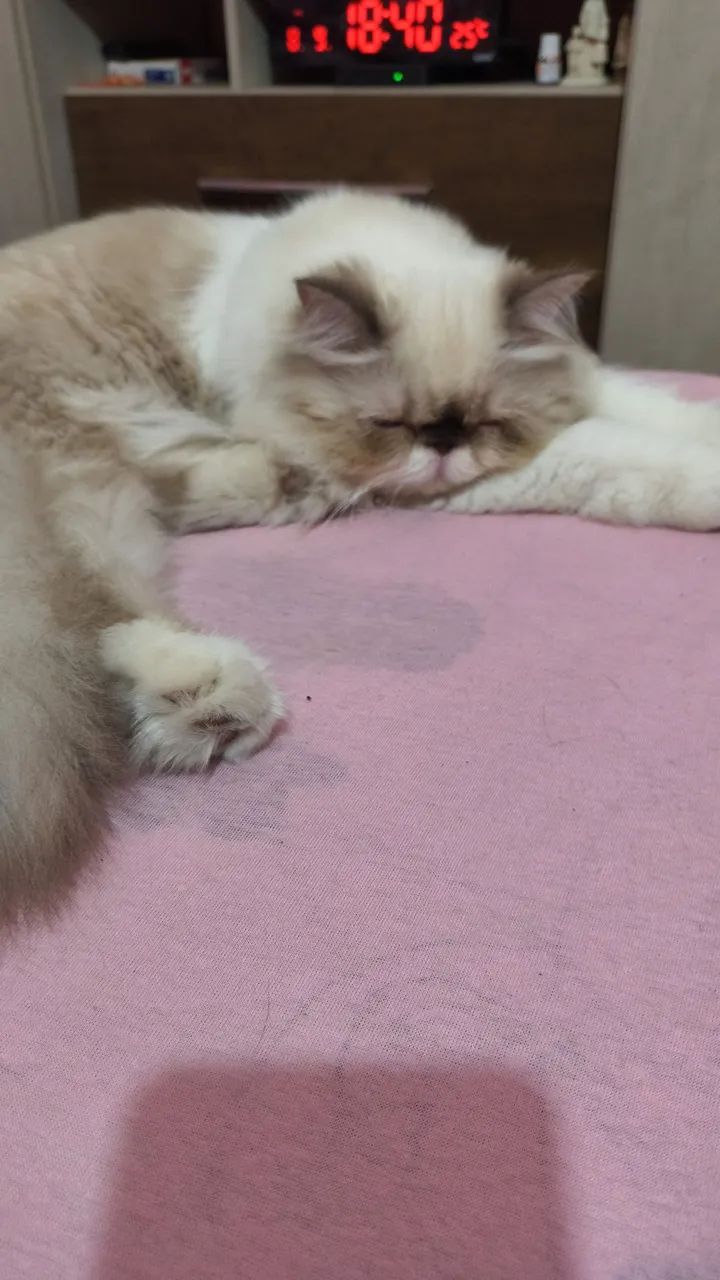 Gato persa macho - Foto 3