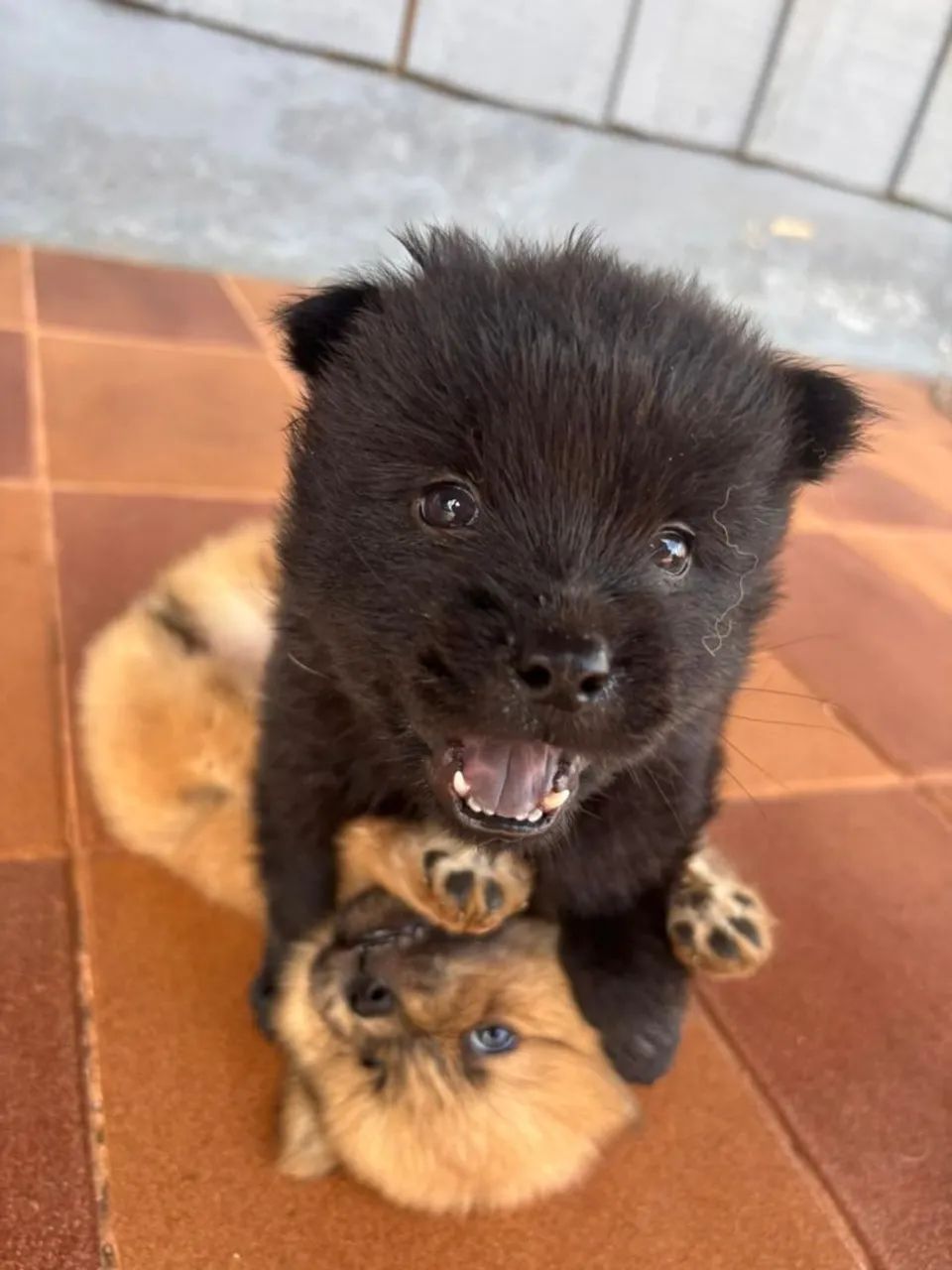 Vende se filhotes de Chow Chow  - Foto 2