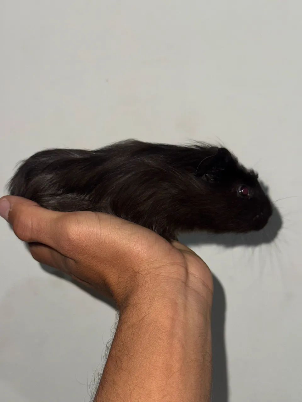 Porquinho da índia para doação  - Foto 4