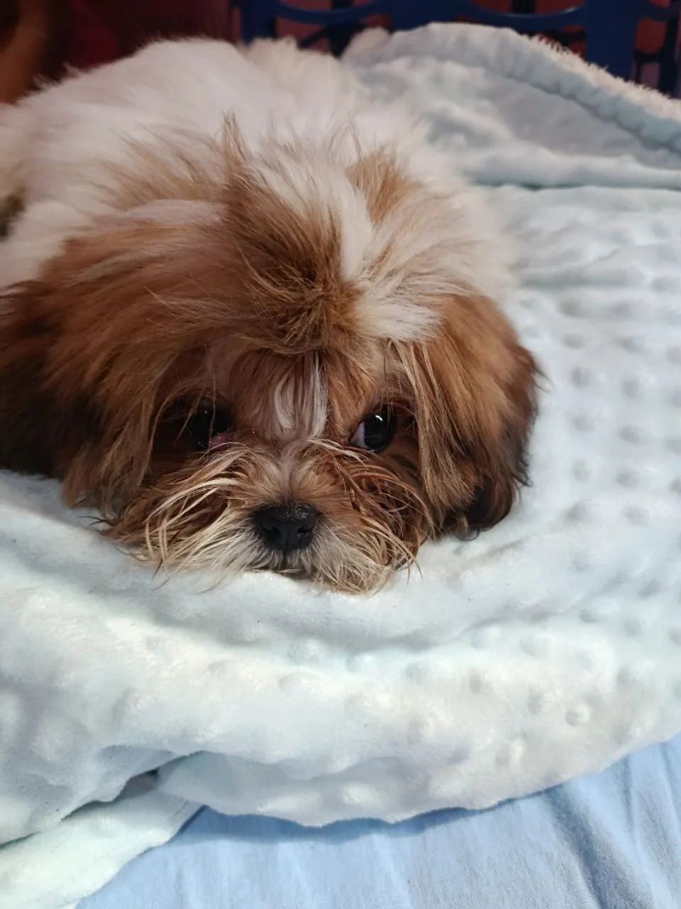Cachorrinho  - Foto 2