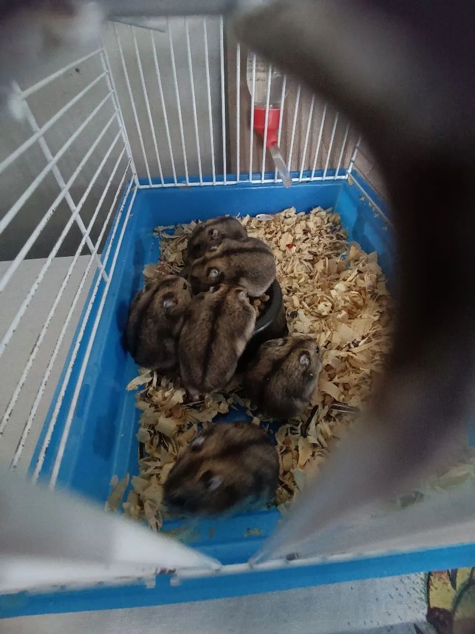 Hamster ? Anão Russo. - Foto 4