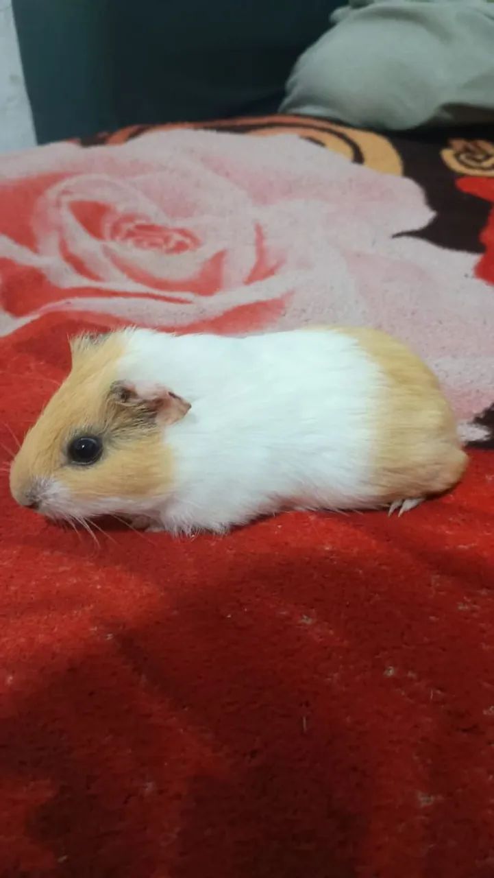 Porquinho da índia  - Foto 2