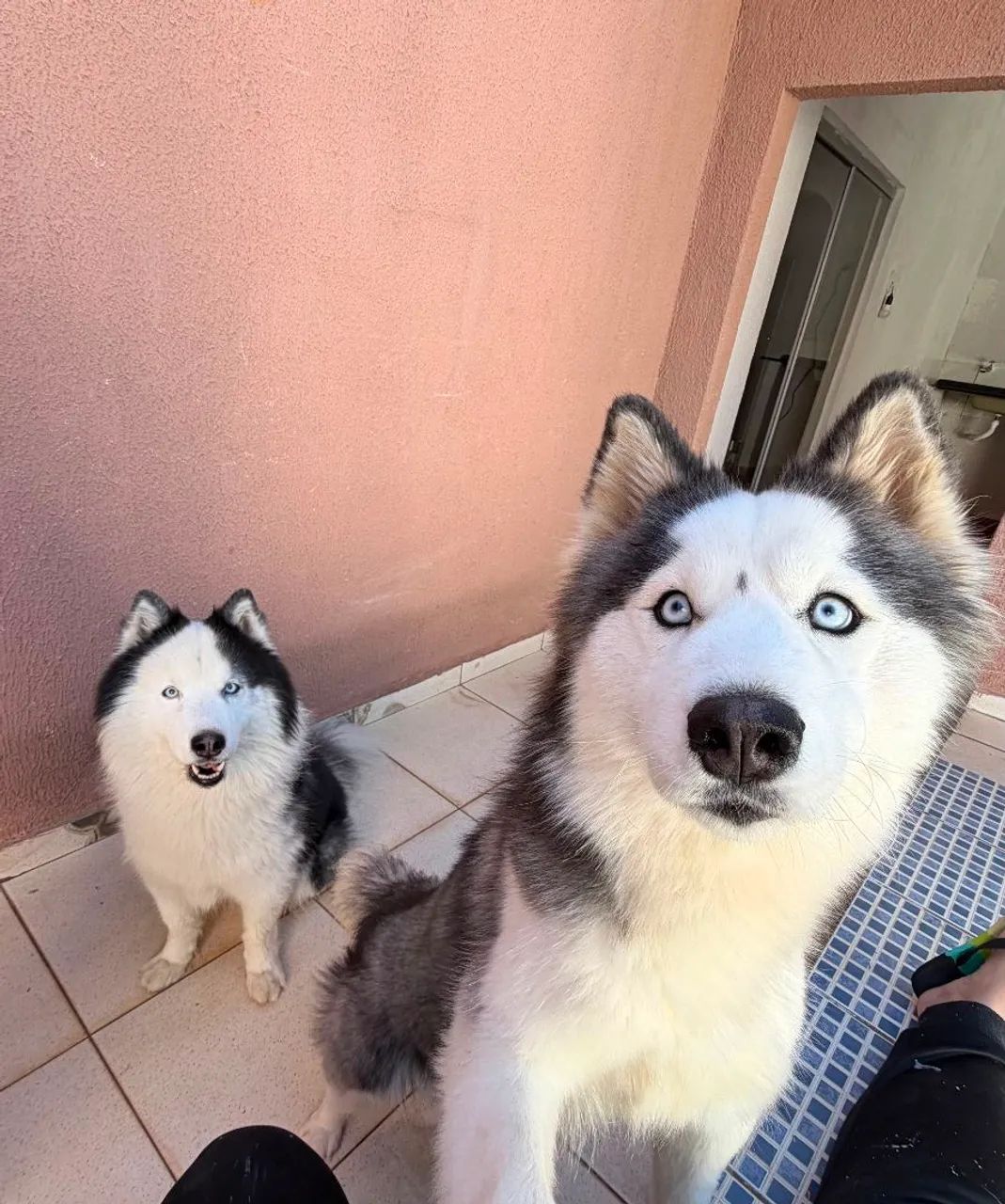 Filhotes Husky Siberiano  - Foto 5