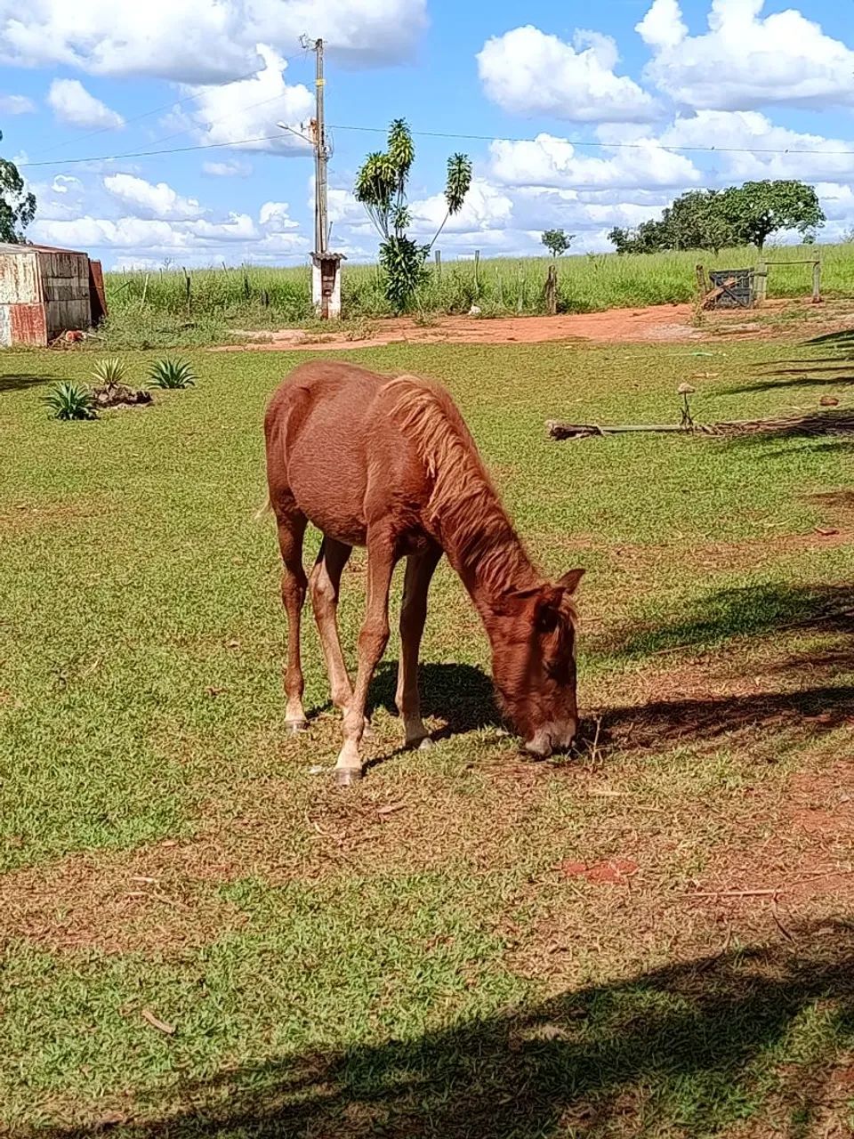 Potro