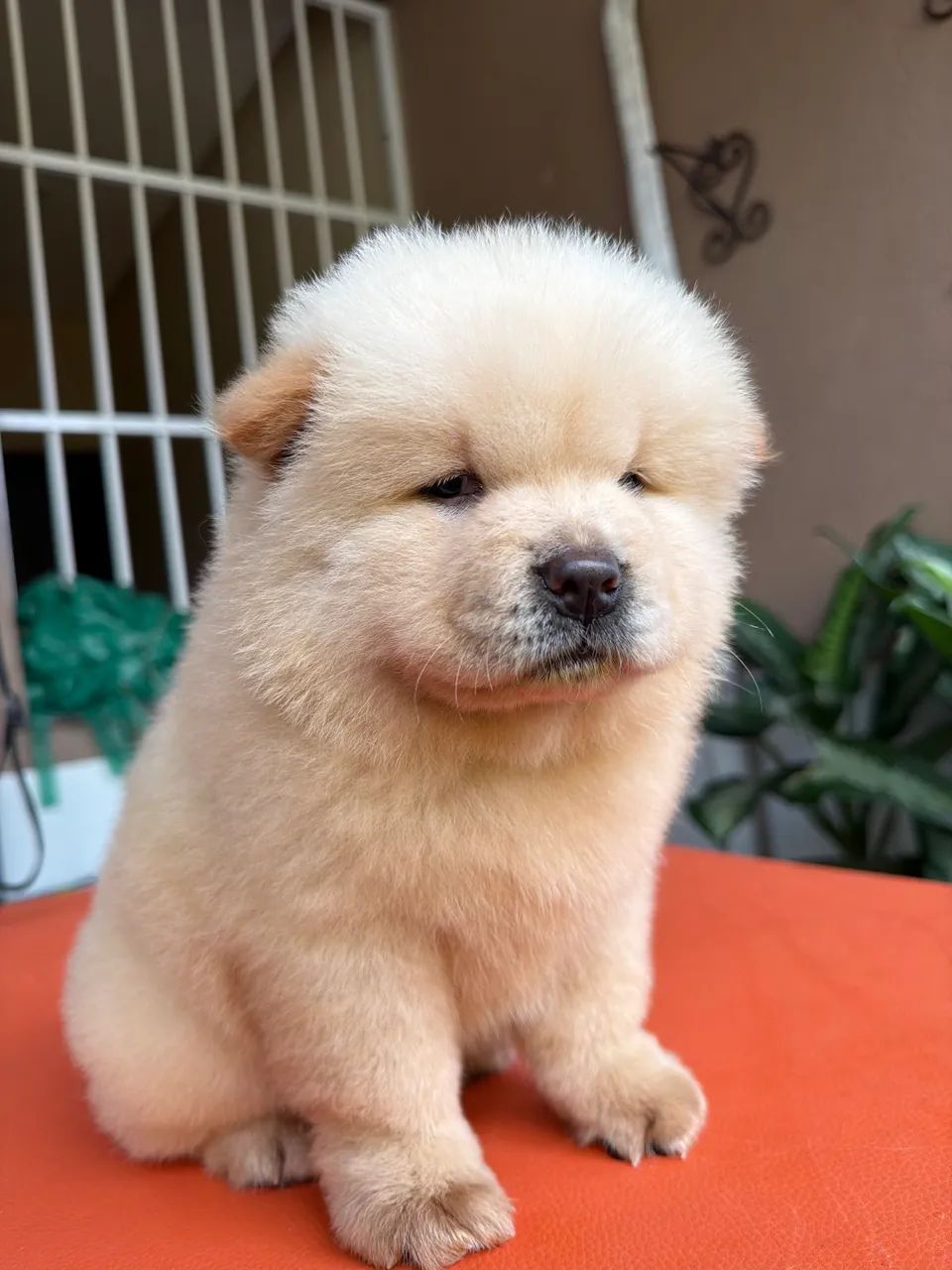 Chow chow americano  - Foto 3