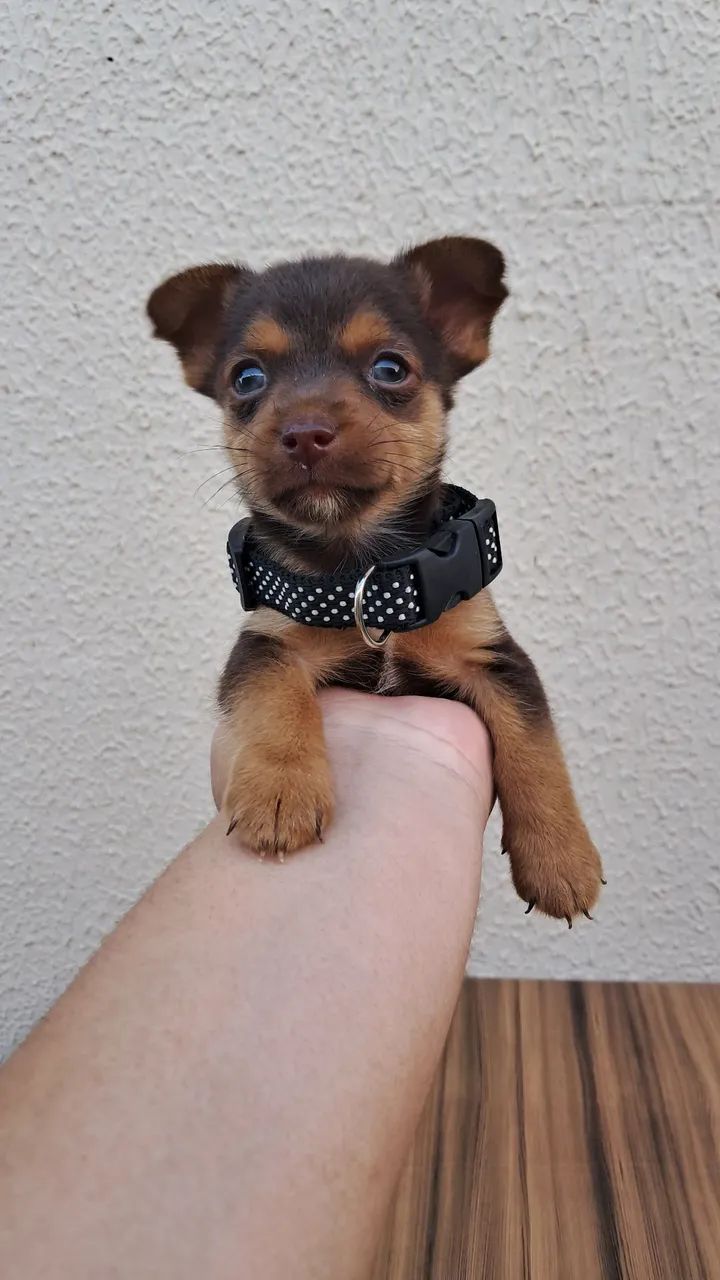Pinscher n°1 - Foto 4