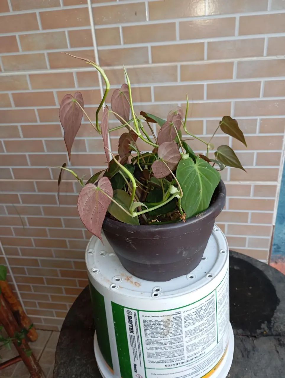 Plantas e sementes  - Foto 2