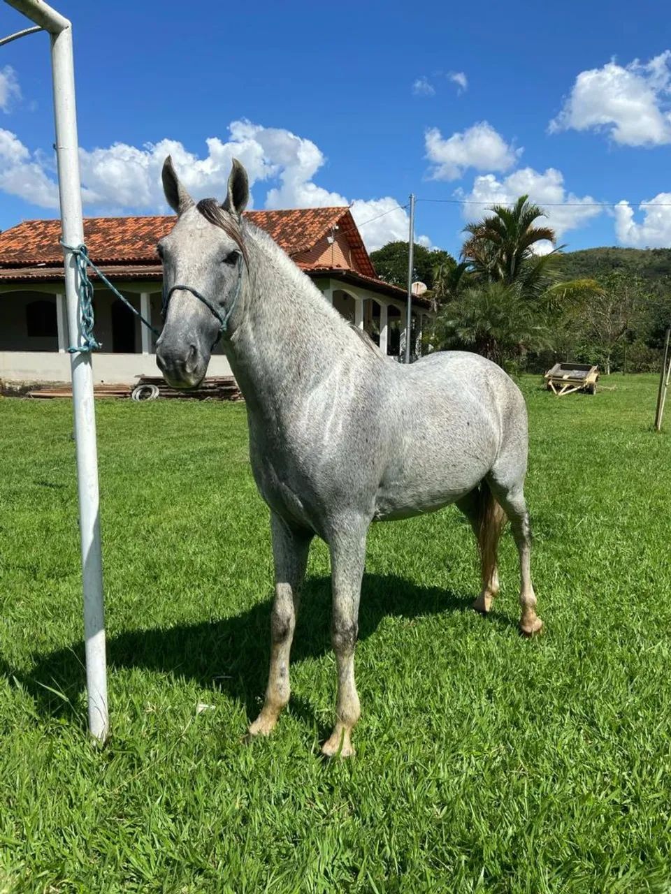 Vendo cavalo de macha picada 