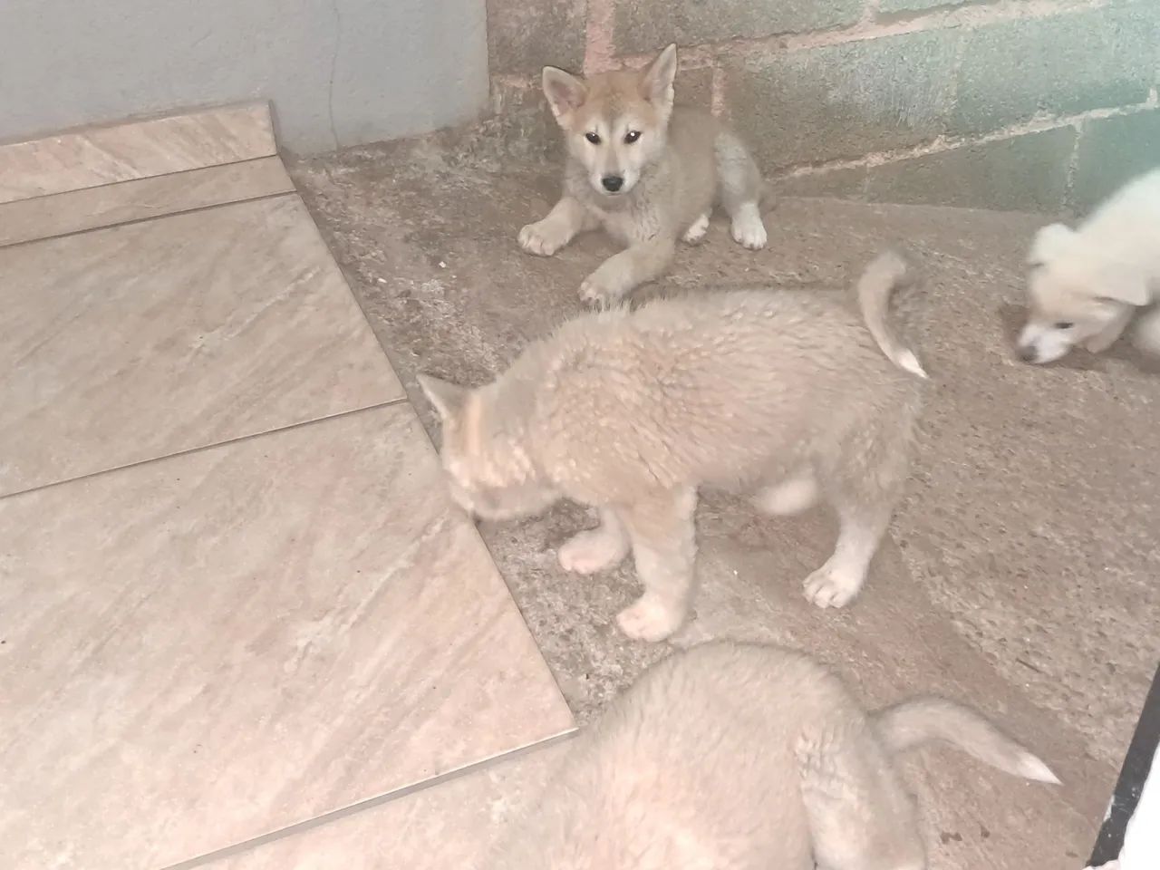 Filhotes de Akita - Foto 2