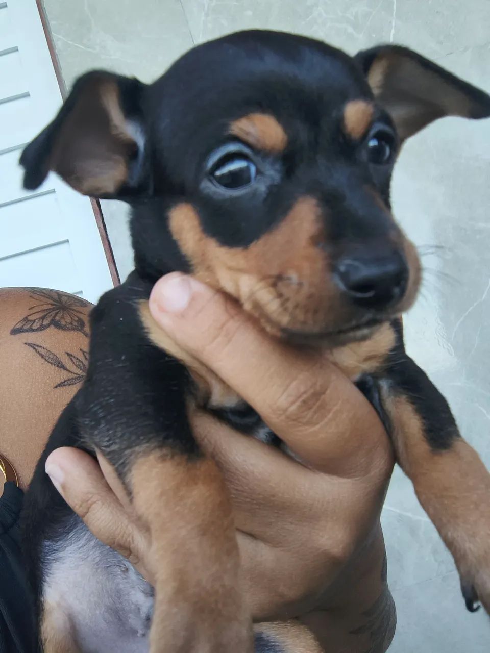 Pinscher  - Foto 2