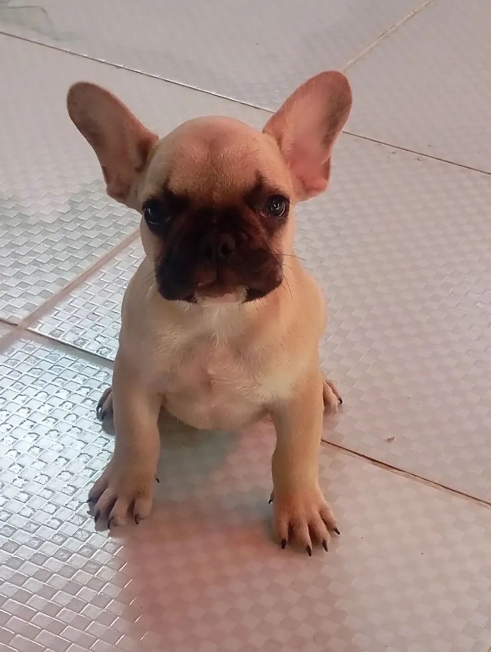 Cachorro  - Foto 2