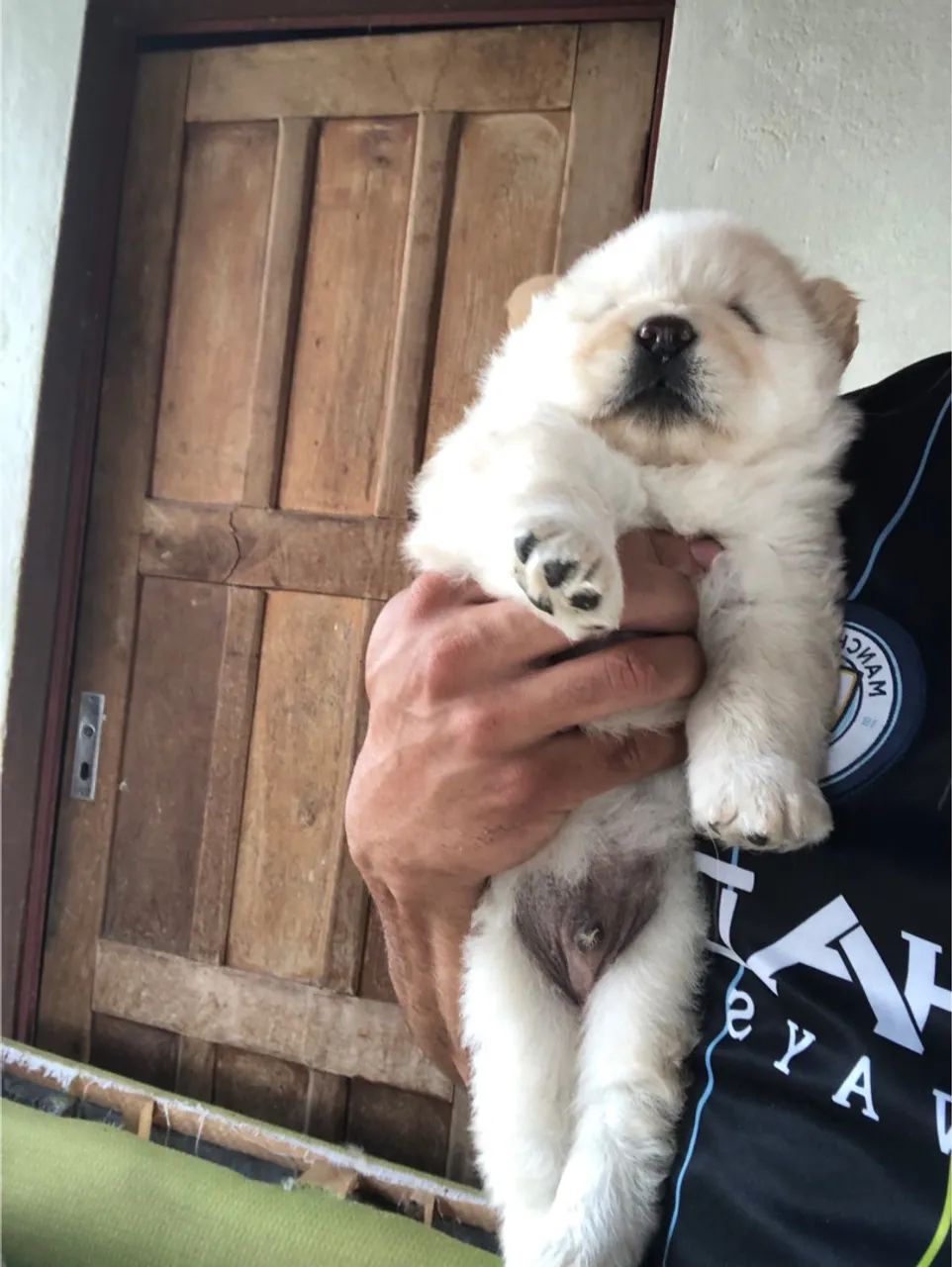 Filhotes de chowchow 