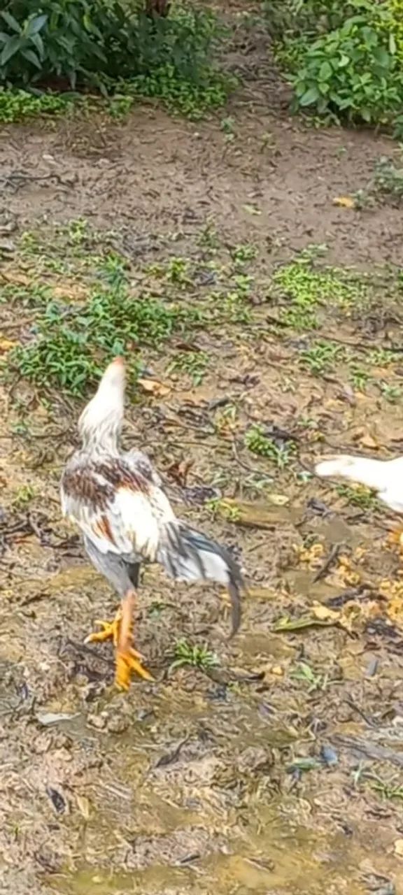 Vendo frango inglês  - Foto 2