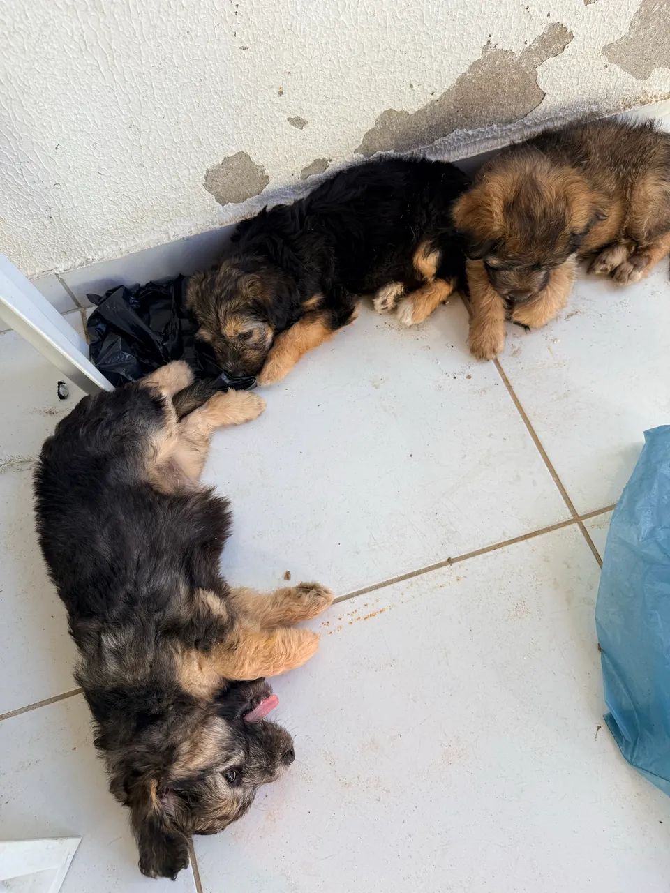 Vendo poodle com maltês 