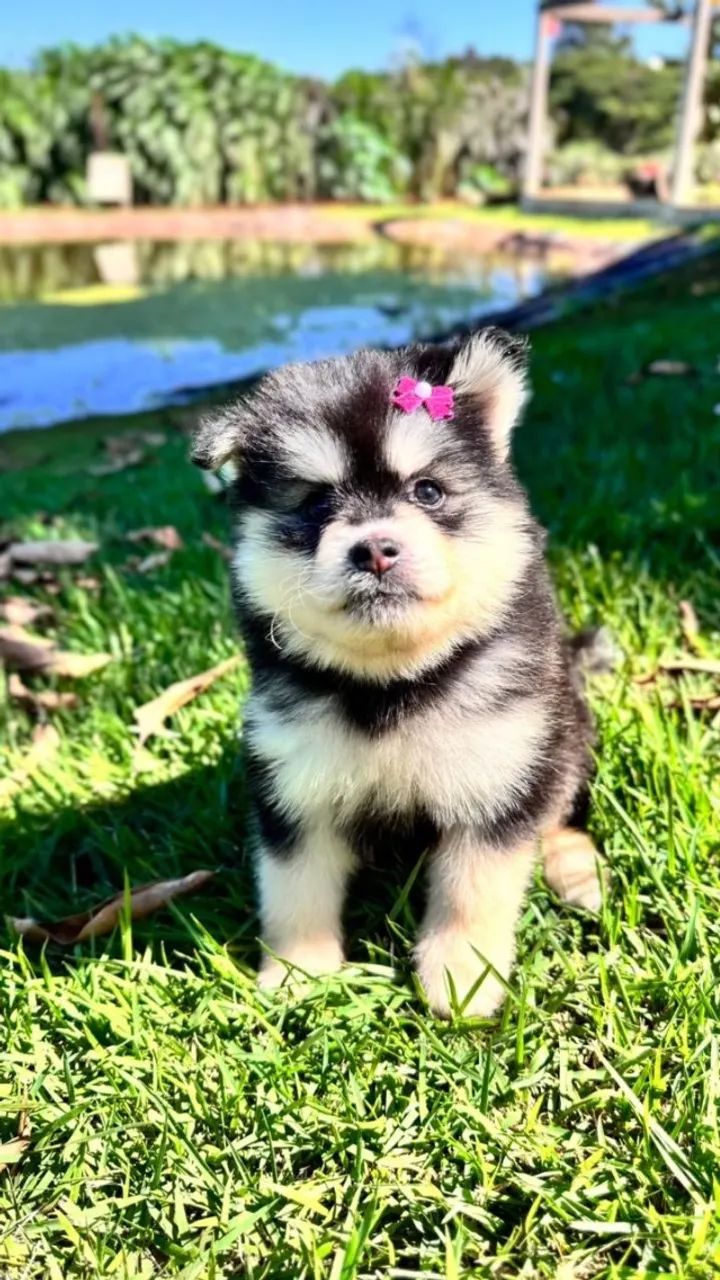 Pomsky mini  - Foto 5