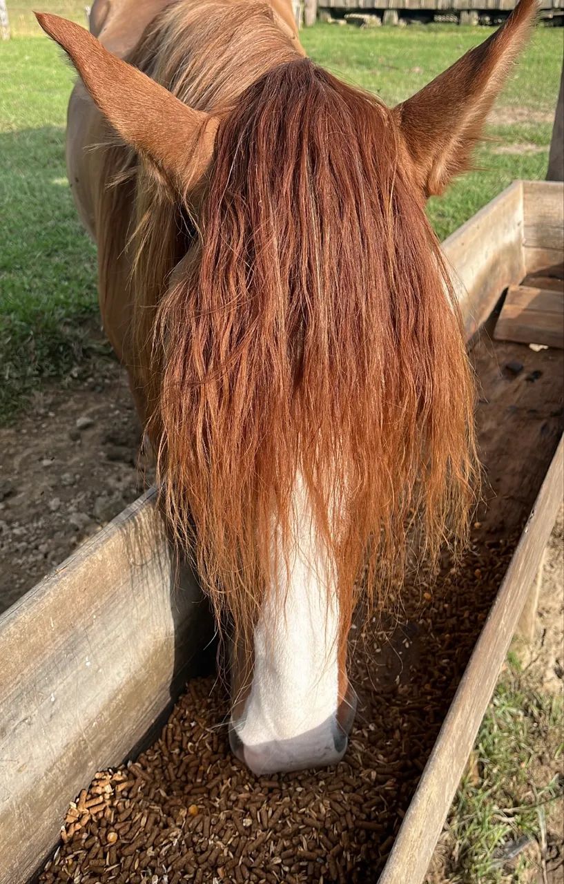 Cavalo Gateado para Laço Comprido - Foto 2