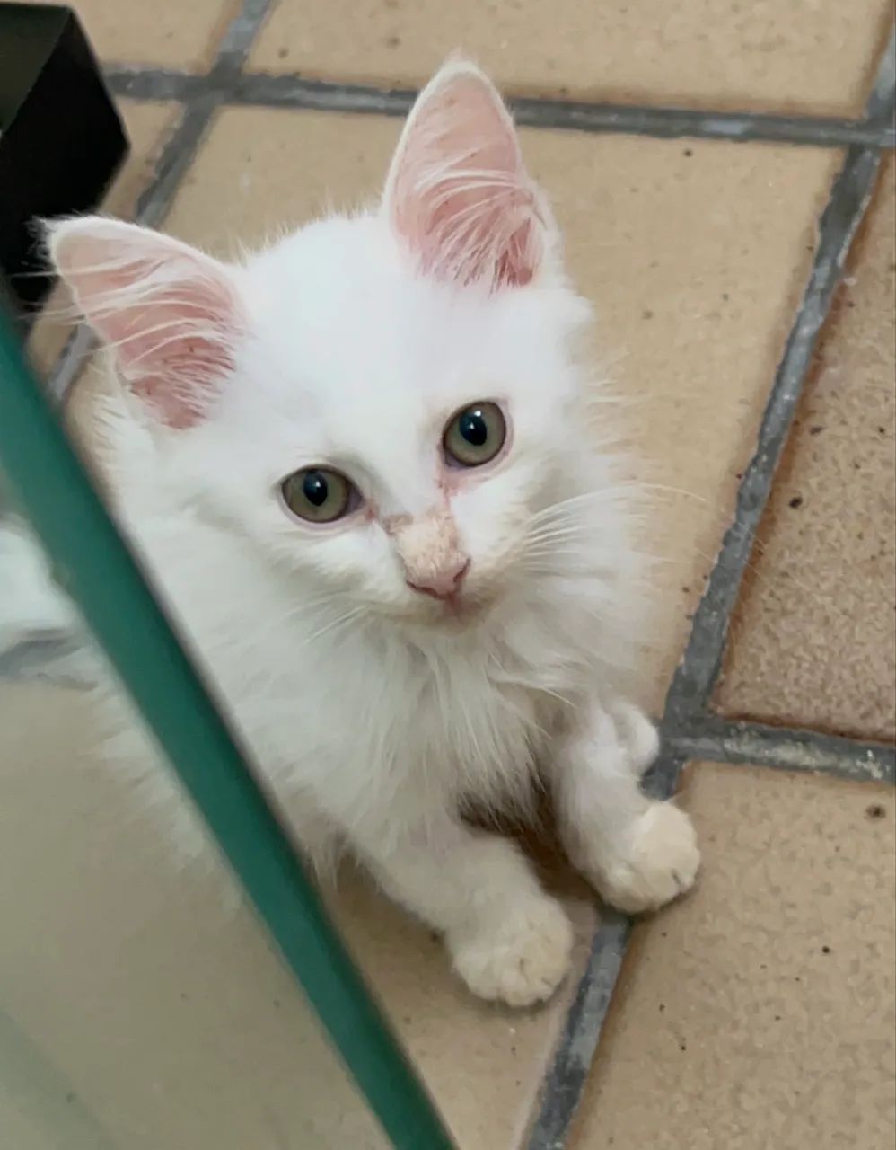 Gato filhote para adoção 