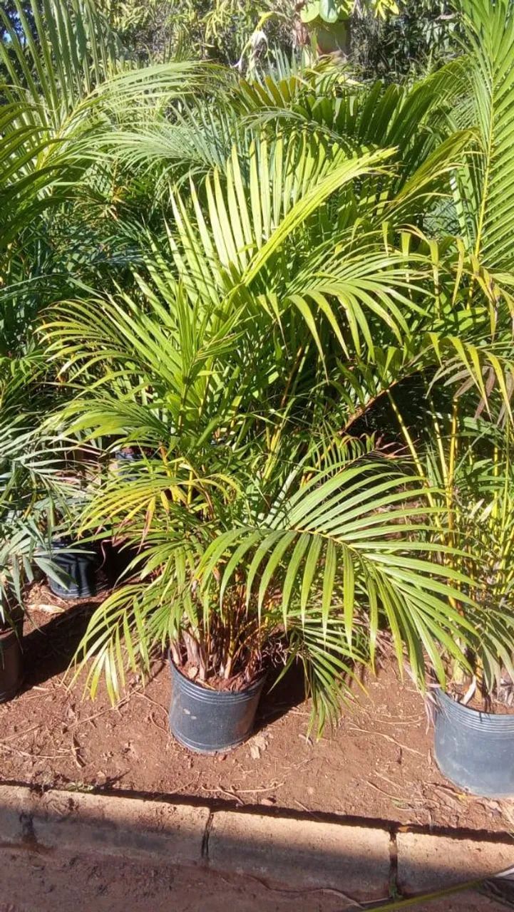 Mudas frutíferas jabuticaba e laranjas - Foto 3
