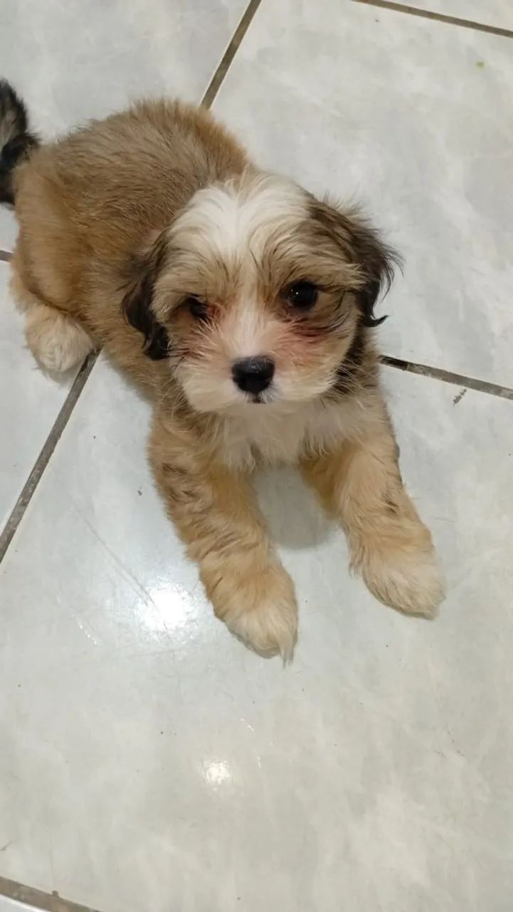 Vendo 2 shi-poo 2 meses e 7 dias