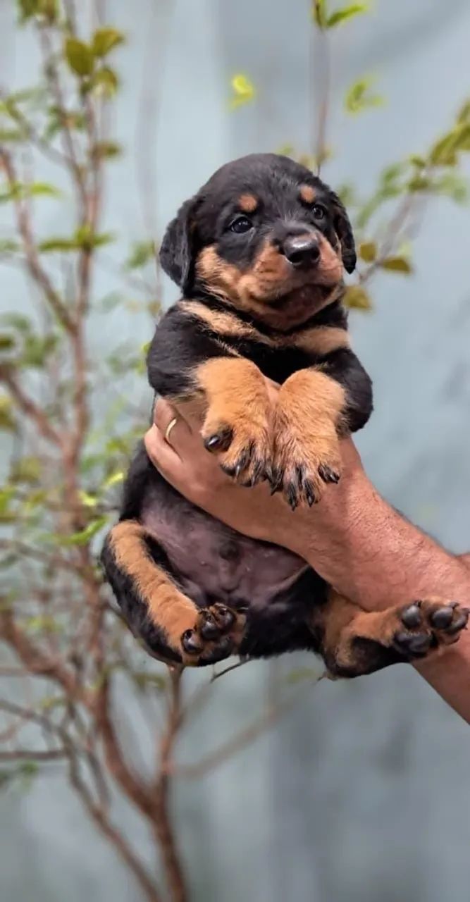 ROTTWEILERS MACHO - Foto 2