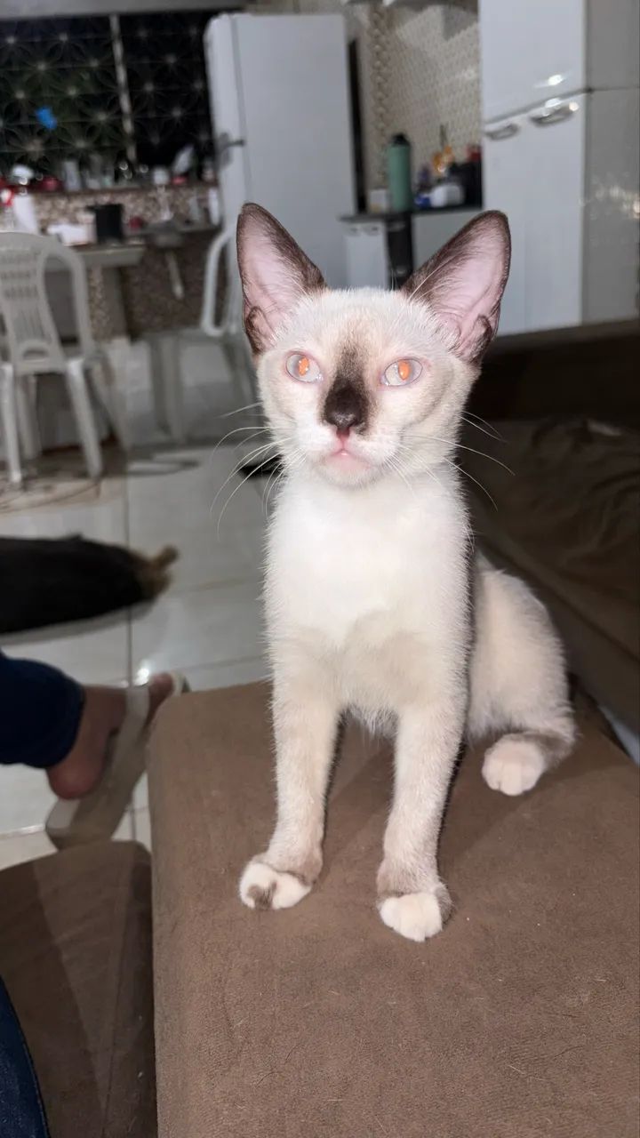Doa se gato - Foto 4
