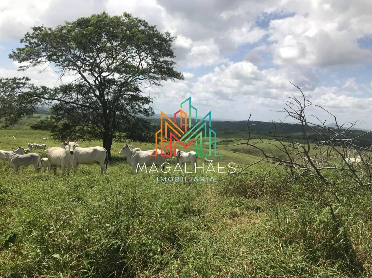 Fazenda à venda em Passira/PE - Foto 2