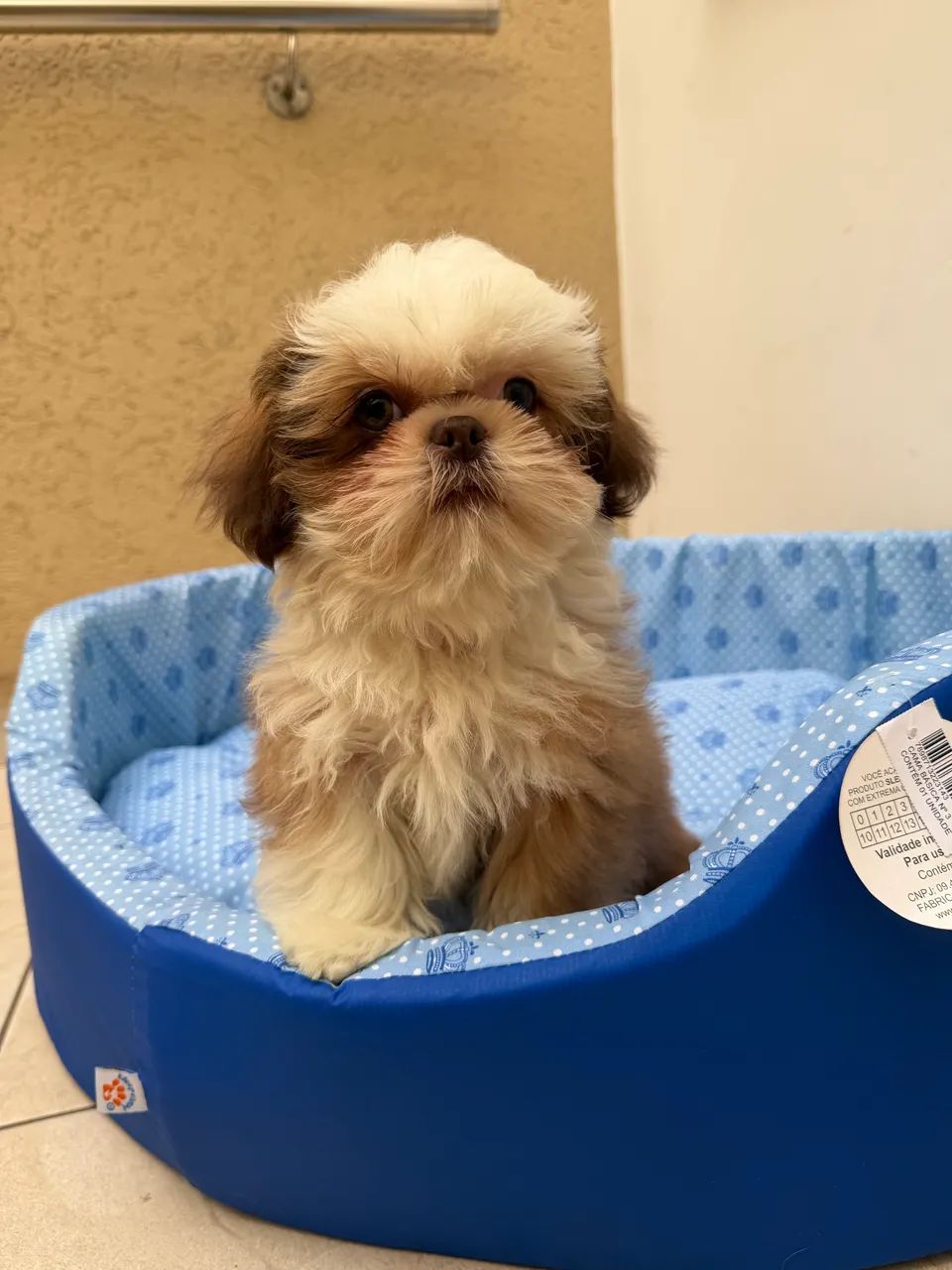 Shihtzu  - Foto 3