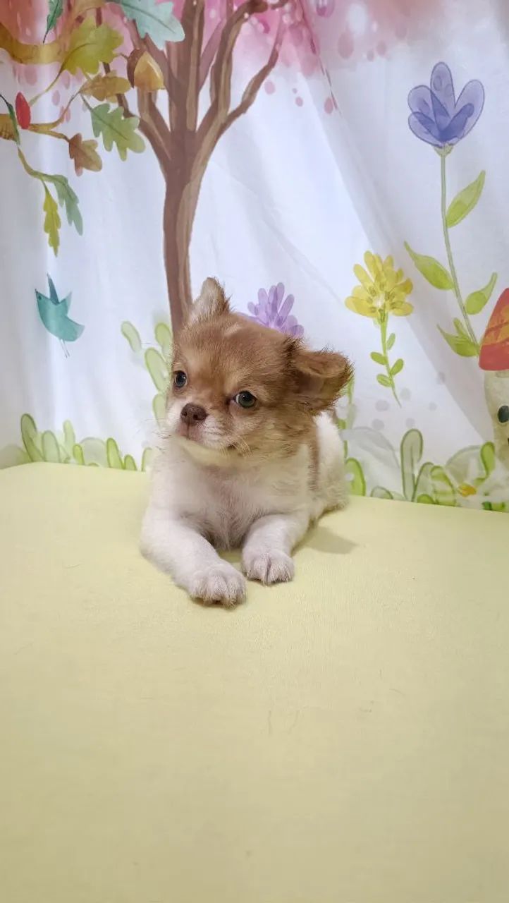 Fêmea chihuahua - Foto 4