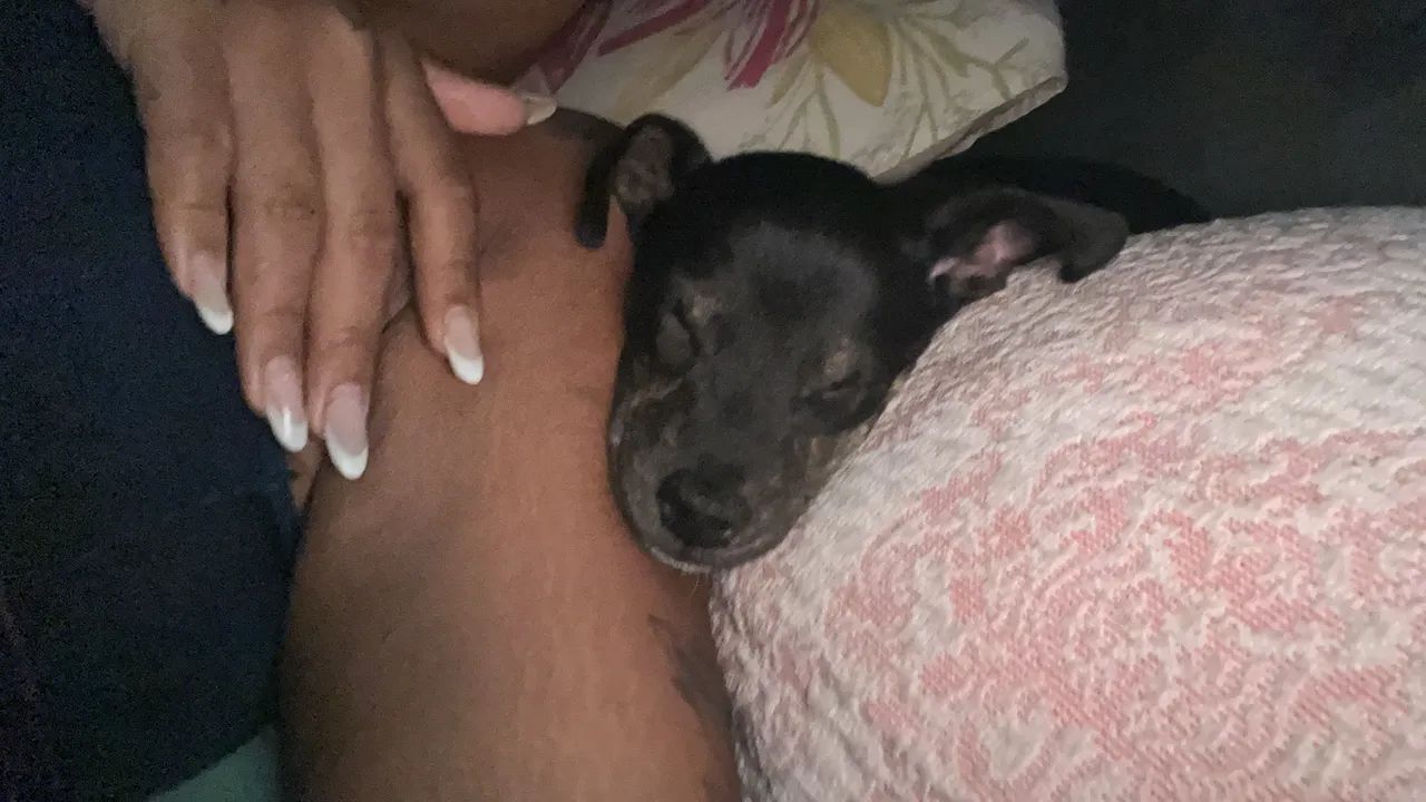 Adoção responsável! - Foto 5