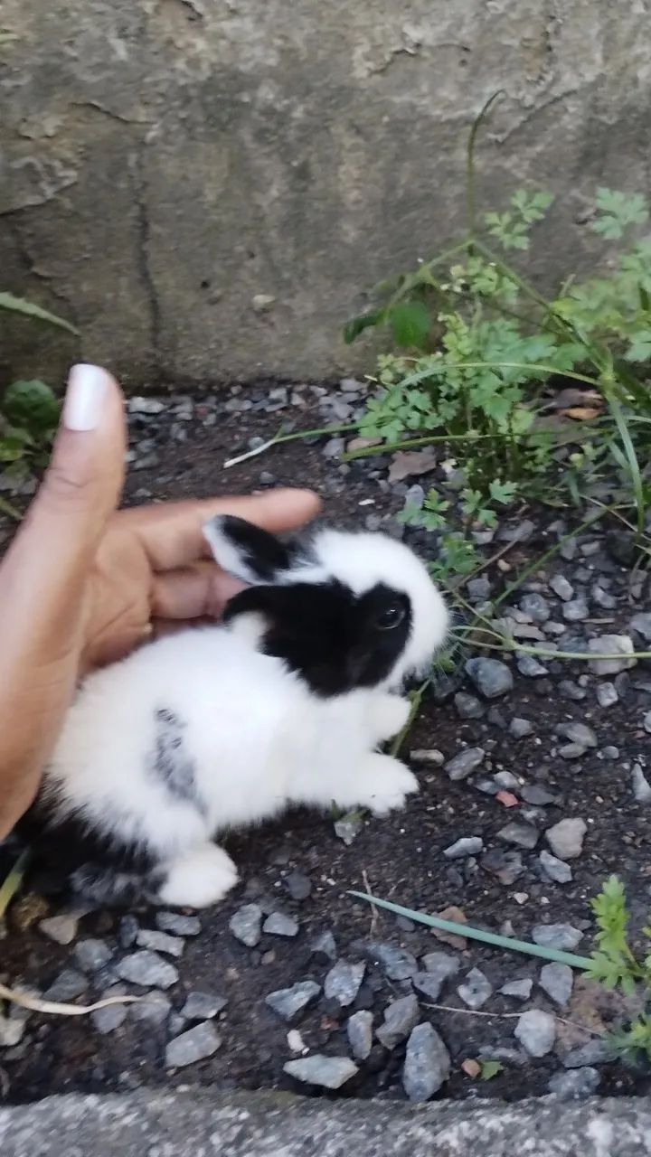 Filhote de mini Lion  - Foto 4