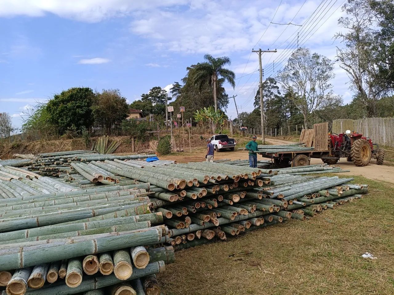 Vende-palanque .(Bambu chinês) - Foto 3