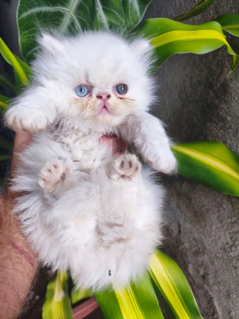 Vendo filhotes de Gato Persa. - Foto 4