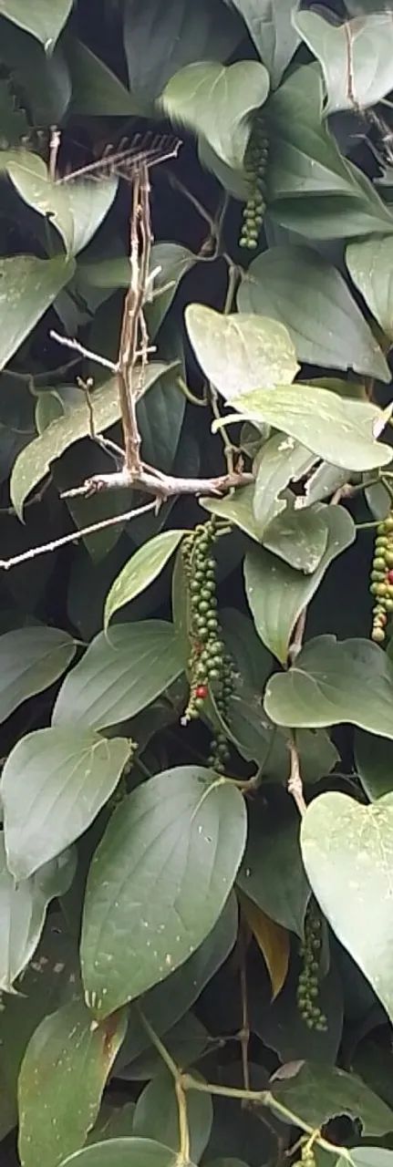 Mudas de pimenta do reino