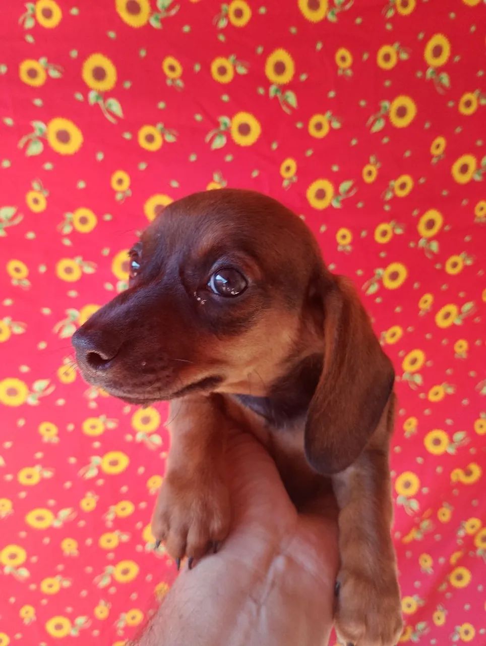 Dachshund / teckel / salsicha - Foto 2