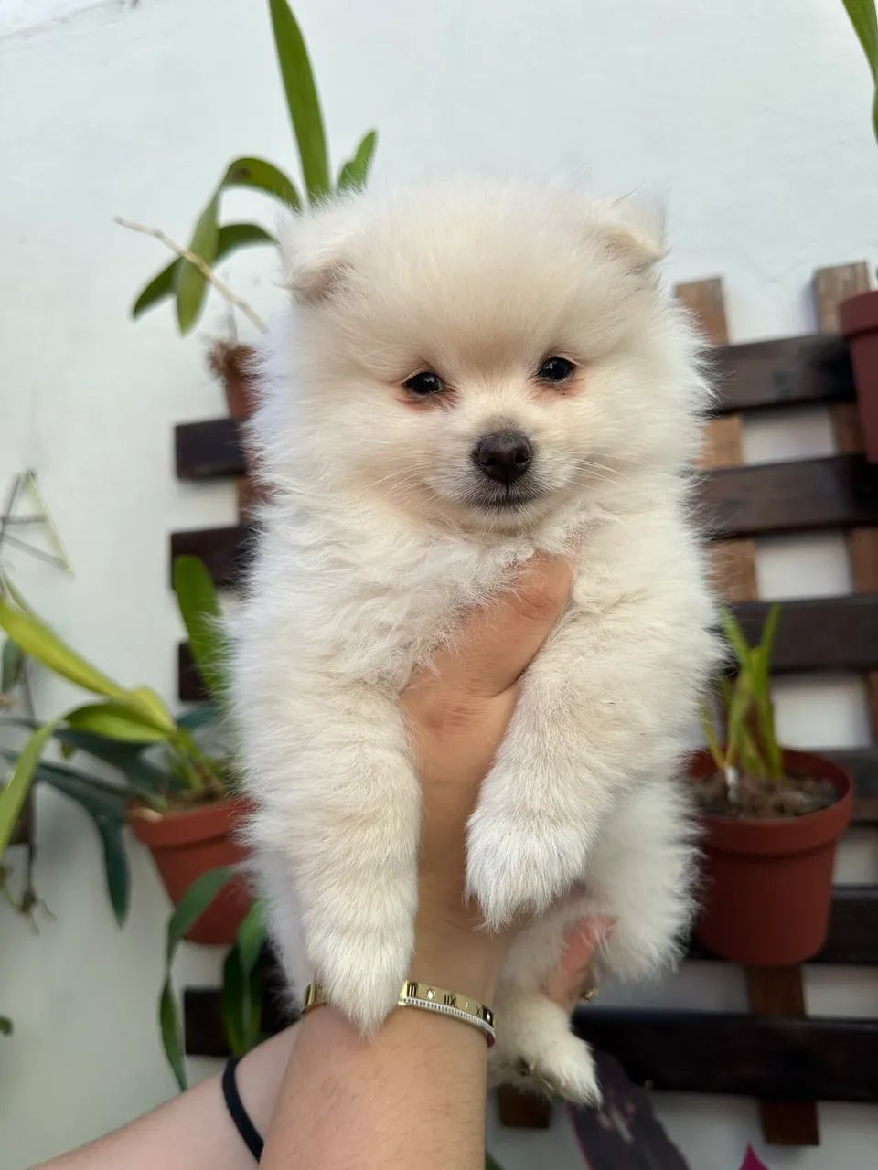 Filhote de Spitz Alemão macho - Foto 2