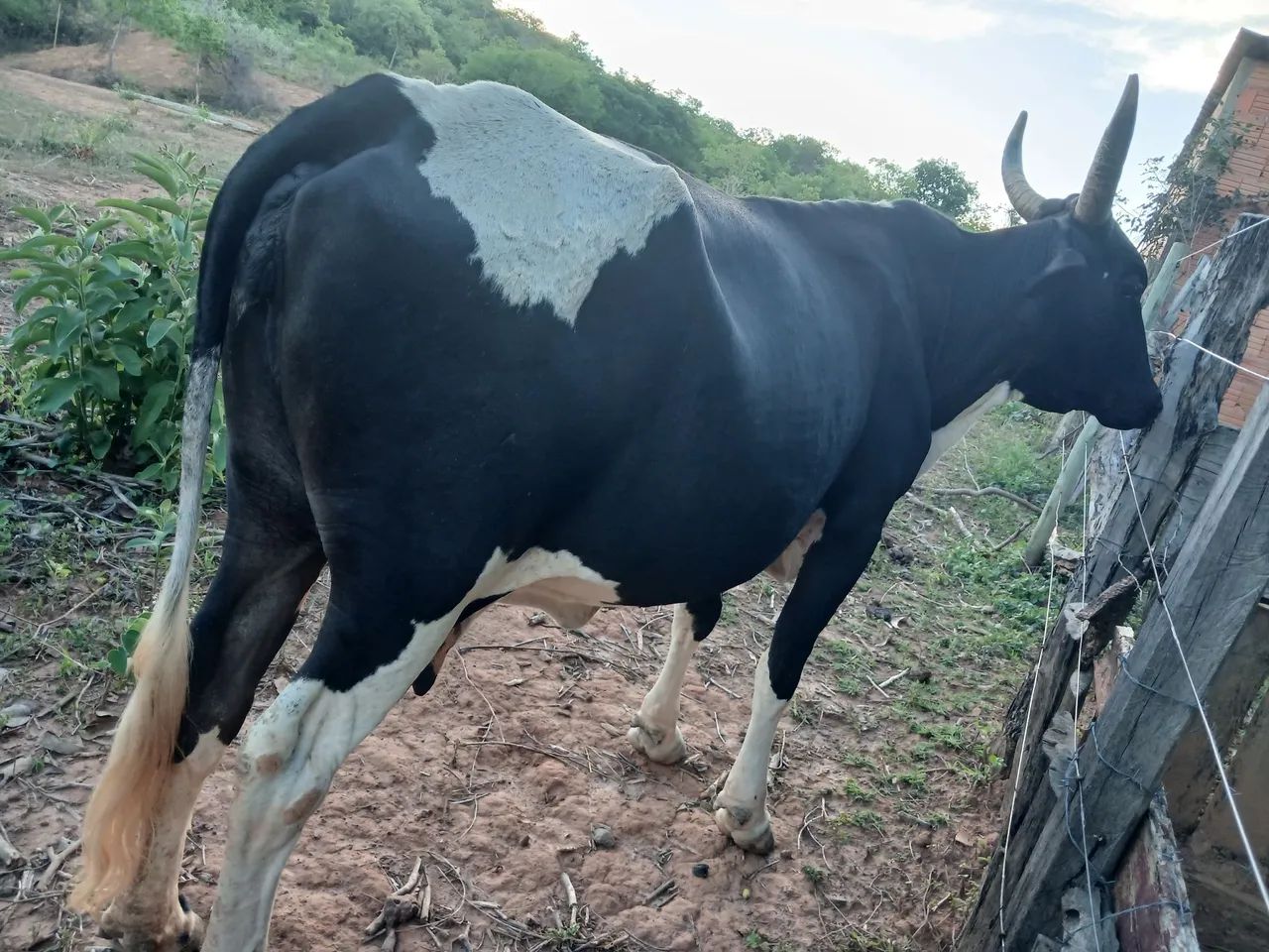 Vaca comum - Foto 3