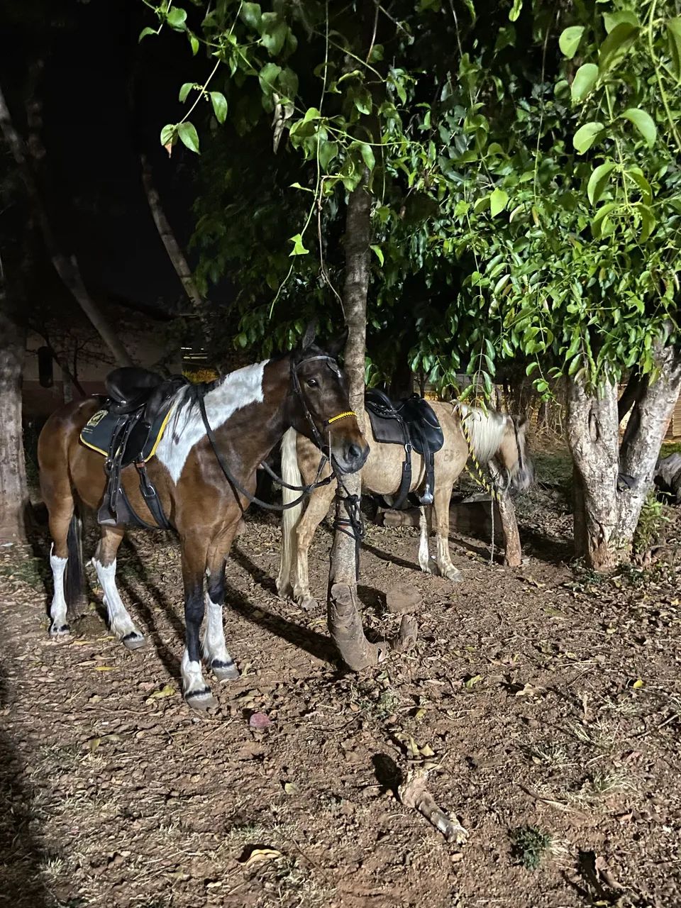 Égua Pampa  - Foto 2
