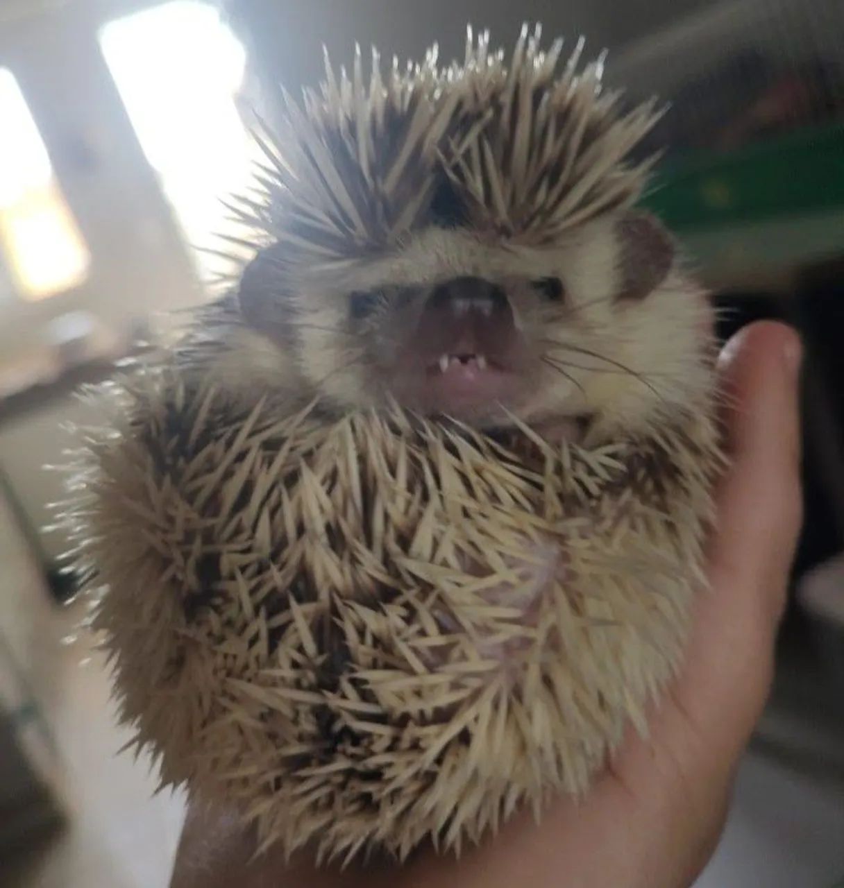 Coelhinho lindo 