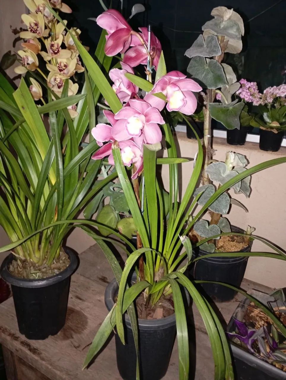 Plantas e sementes  - Foto 4