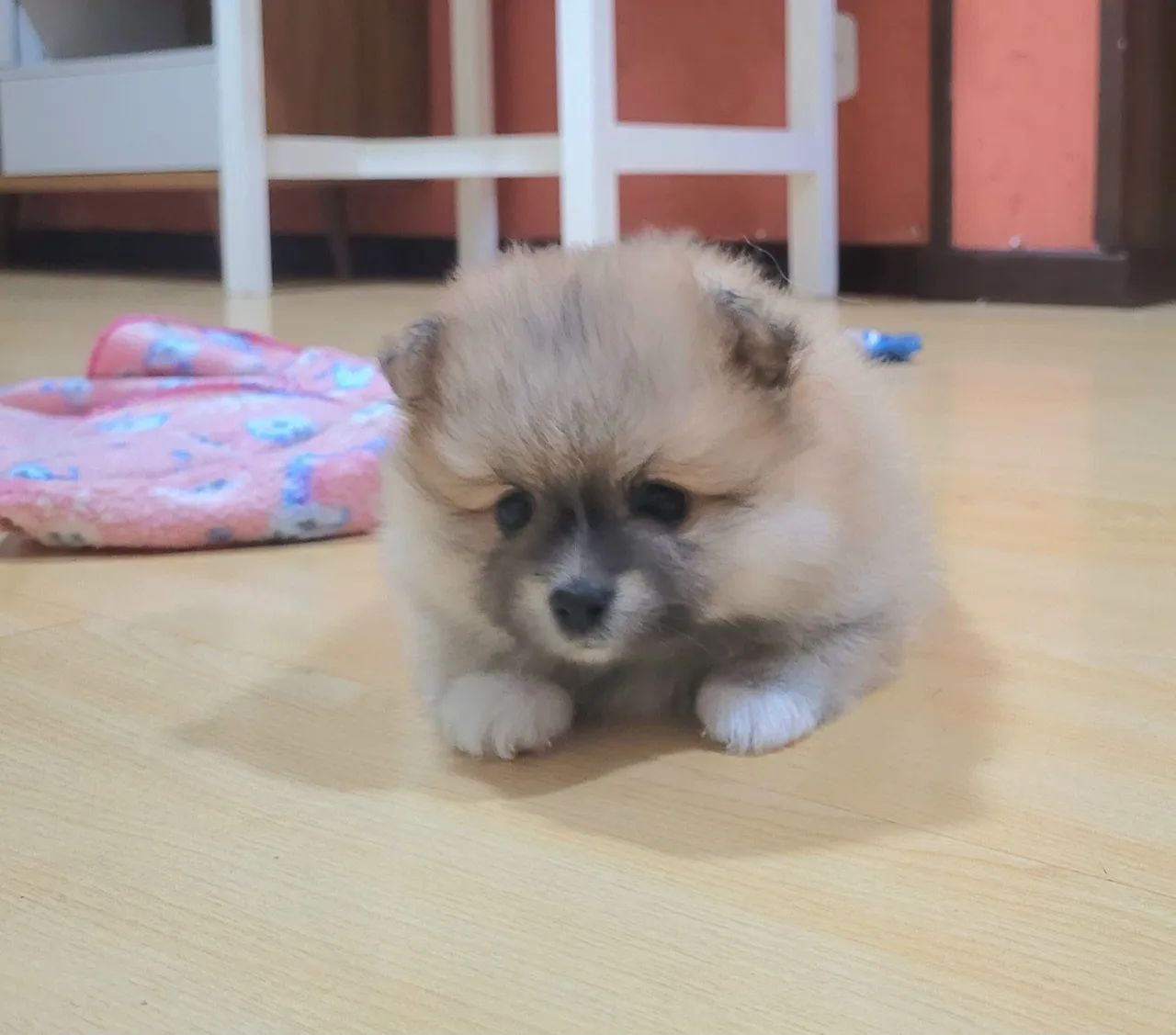 Filhotes de Spitz Alemão  - Foto 5